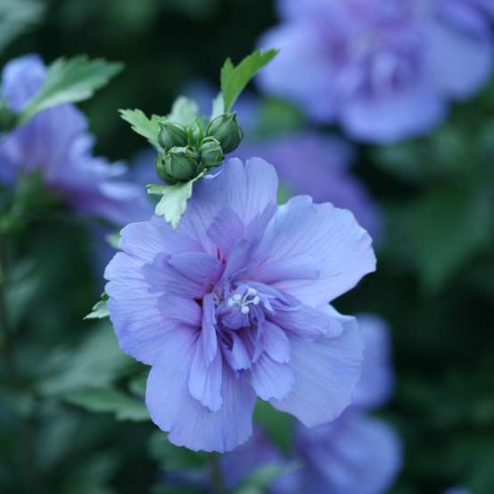 Close up of a Blue Chiffon rose of sharon rich blue bloom